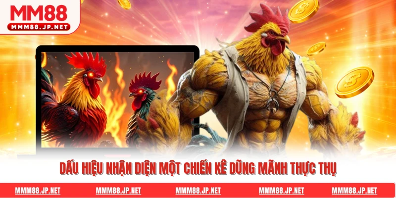 Dấu hiệu nhận diện một chiến kê dũng mãnh thực thụ