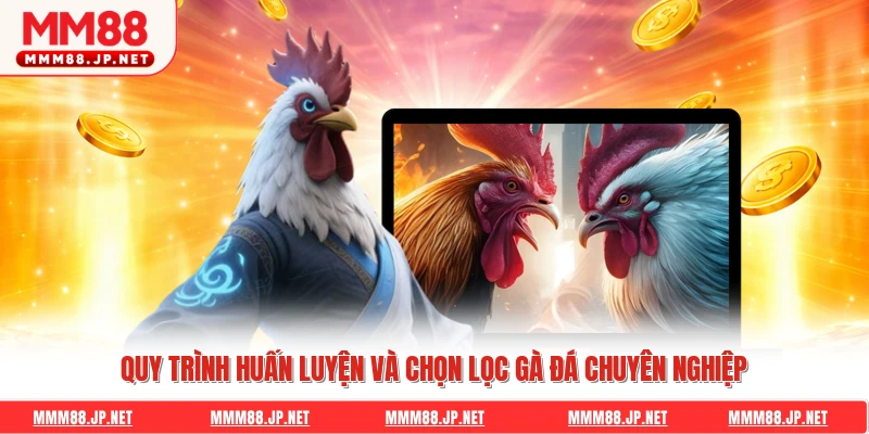 Quy trình huấn luyện và chọn lọc gà đá chuyên nghiệp